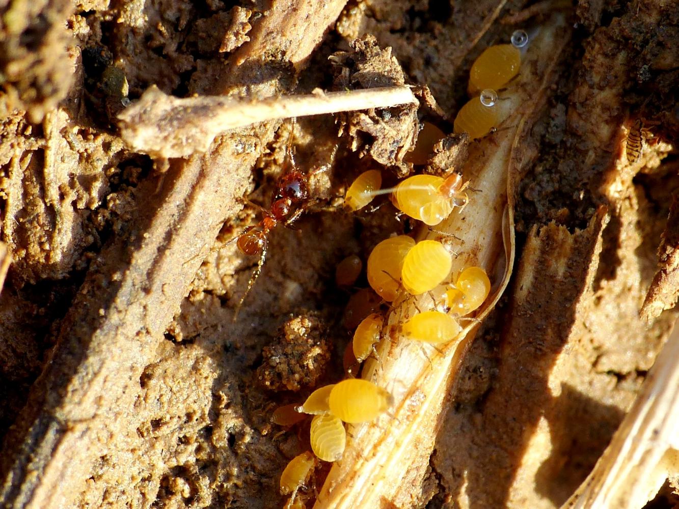 Pheidole pallidula con afidi (Forda formicaria?)